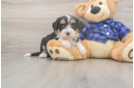 Sweet Mini Bernedoodle Baby