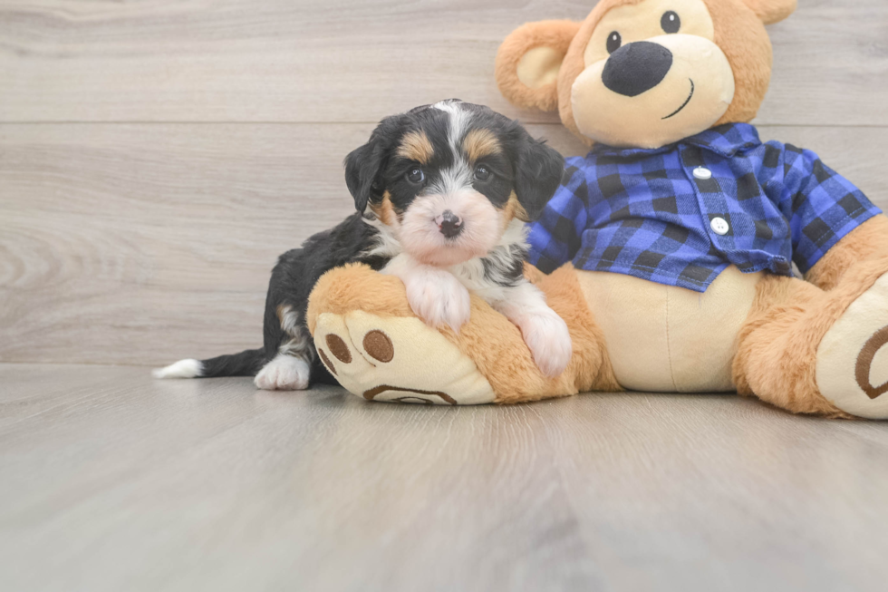 Sweet Mini Bernedoodle Baby