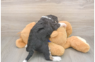Little Mini Bernesepoo Poodle Mix Puppy