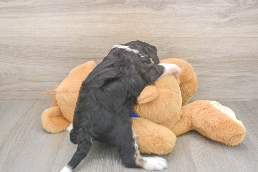 Little Mini Bernesepoo Poodle Mix Puppy