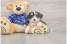 Mini Bernedoodle Pup Being Cute