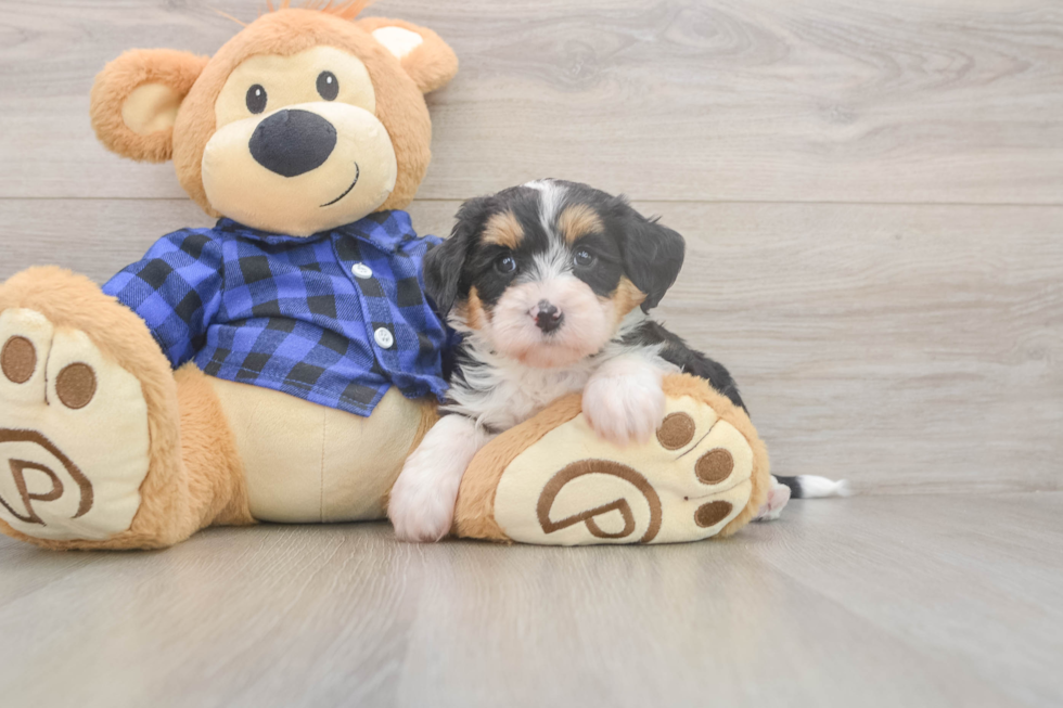 Mini Bernedoodle Pup Being Cute