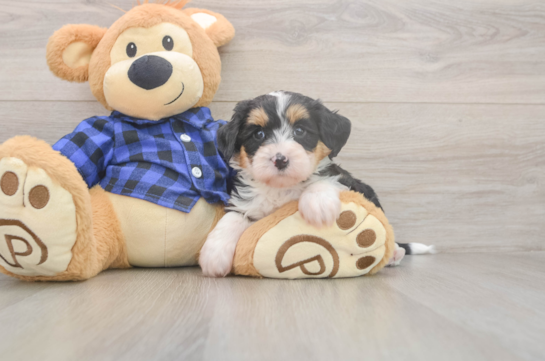 Mini Bernedoodle Pup Being Cute