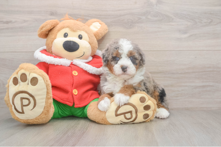 Mini Bernedoodle Pup Being Cute
