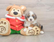 5 week old Mini Bernedoodle Puppy For Sale - Seaside Pups