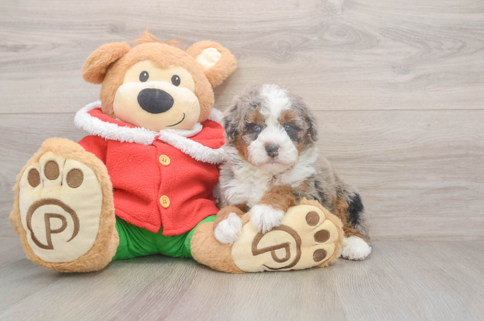 5 week old Mini Bernedoodle Puppy For Sale - Seaside Pups