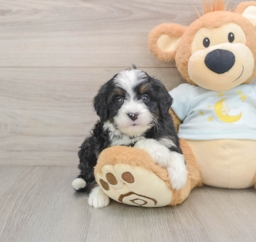 7 week old Mini Bernedoodle Puppy For Sale - Seaside Pups