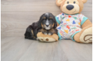 Happy Mini Bernedoodle Baby