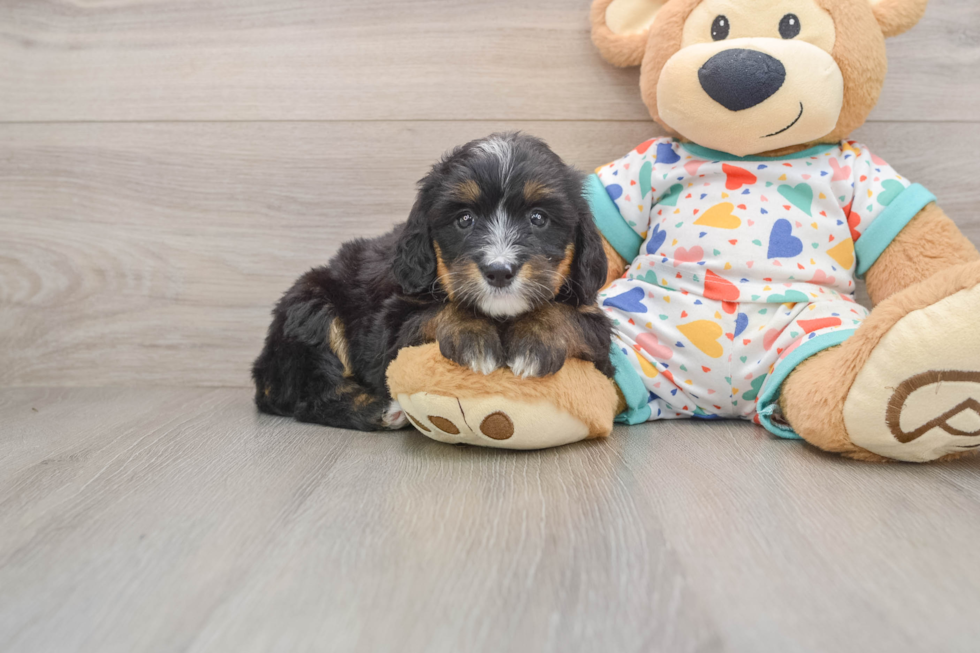 Happy Mini Bernedoodle Baby
