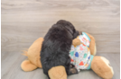 Sweet Mini Bernedoodle Baby