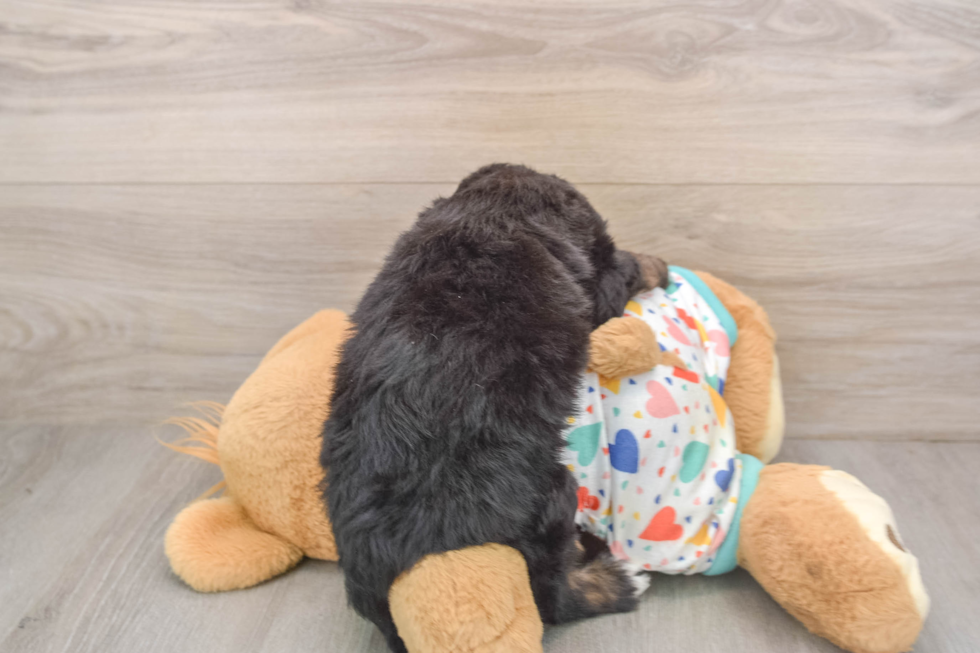 Sweet Mini Bernedoodle Baby