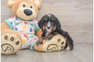 Mini Bernedoodle Puppy for Adoption