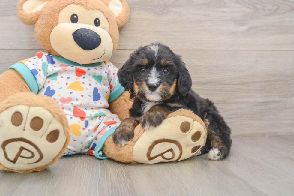 Mini Bernedoodle Puppy for Adoption