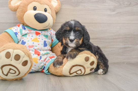 Mini Bernedoodle Puppy for Adoption