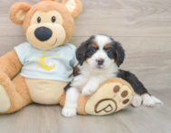 8 week old Mini Bernedoodle Puppy For Sale - Seaside Pups