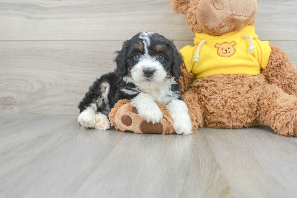 Friendly Mini Bernedoodle Baby