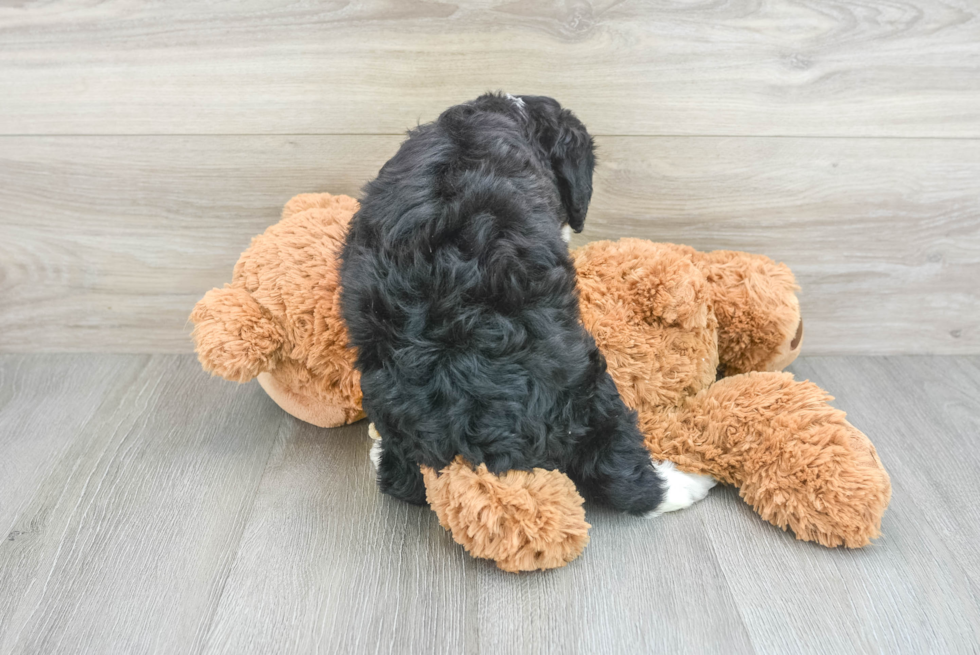 Mini Bernedoodle Pup Being Cute
