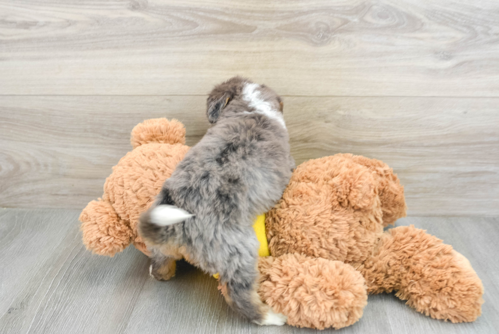 Mini Bernedoodle Pup Being Cute