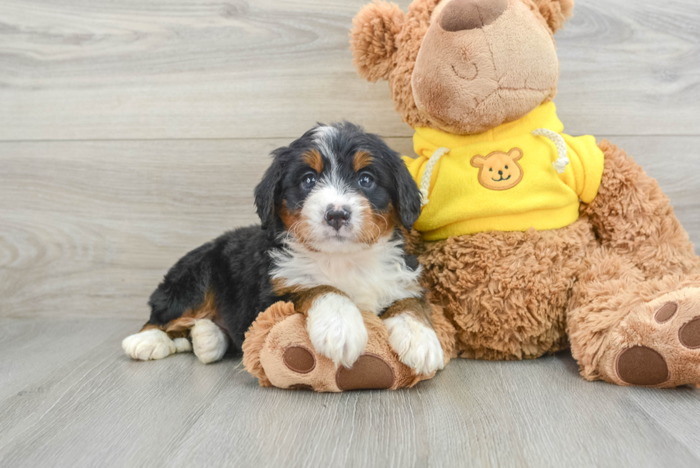 Cute Mini Bernedoodle Baby