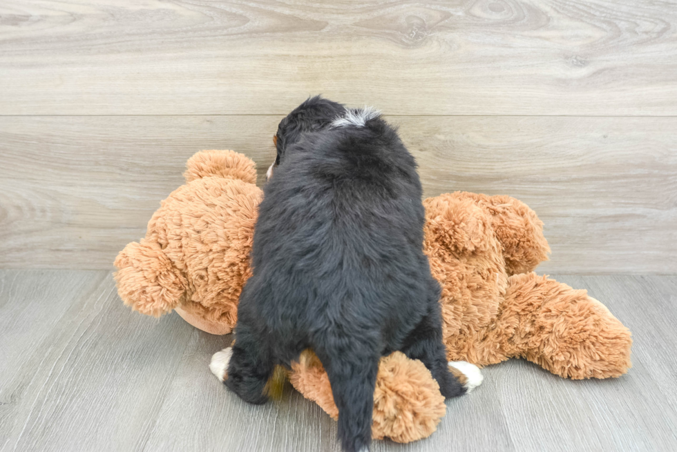 Mini Bernedoodle Puppy for Adoption