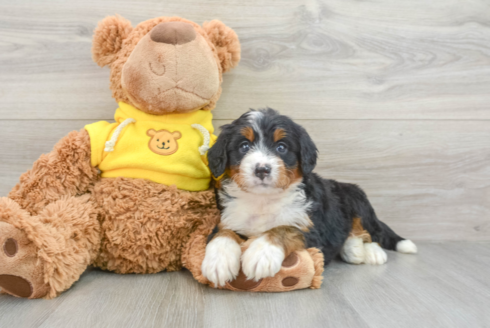 Mini Bernedoodle Puppy for Adoption