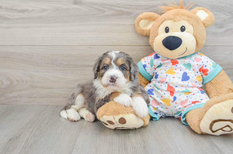 6 week old Mini Bernedoodle Puppy For Sale - Seaside Pups