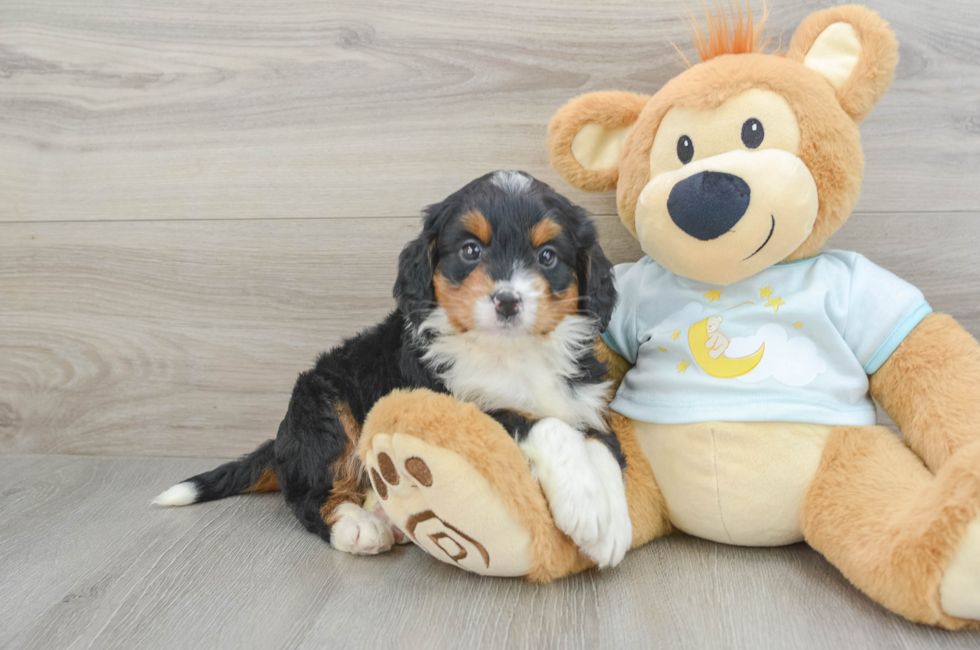 6 week old Mini Bernedoodle Puppy For Sale - Seaside Pups