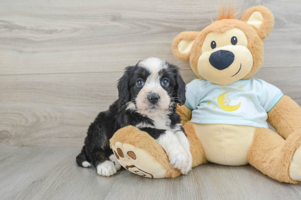 Sweet Mini Bernedoodle Baby