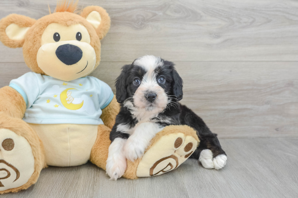 Mini Bernedoodle Pup Being Cute