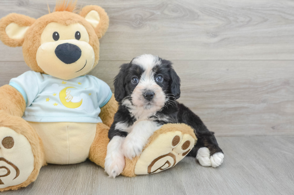 7 week old Mini Bernedoodle Puppy For Sale - Seaside Pups