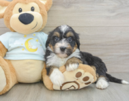 7 week old Mini Bernedoodle Puppy For Sale - Seaside Pups
