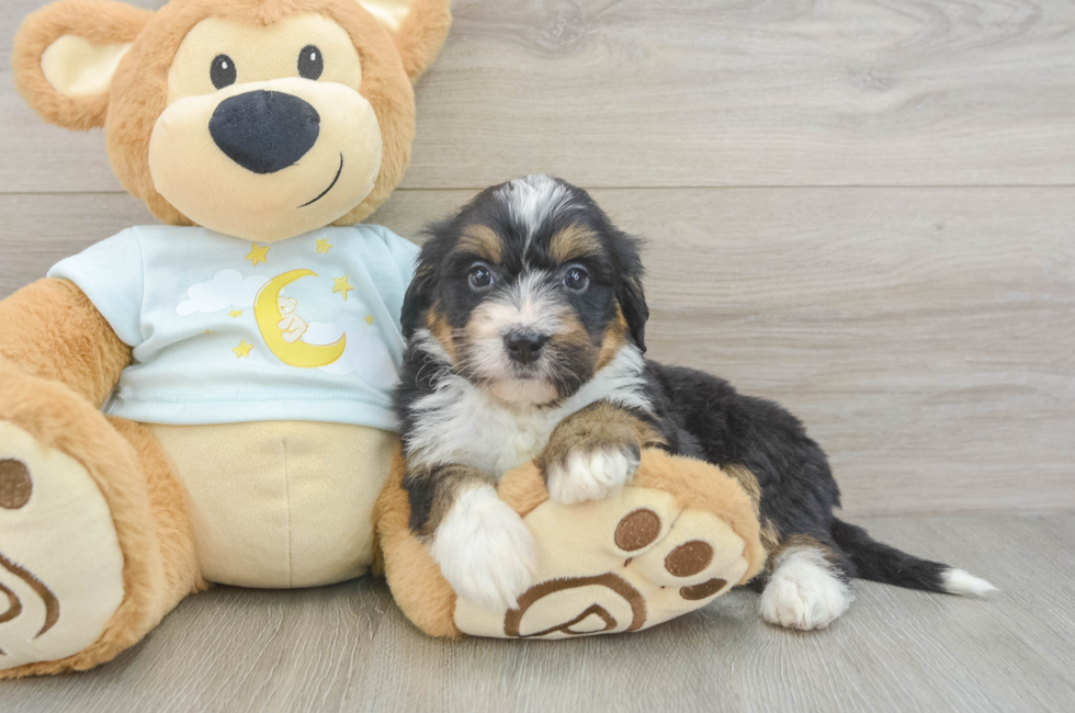 5 week old Mini Bernedoodle Puppy For Sale - Seaside Pups