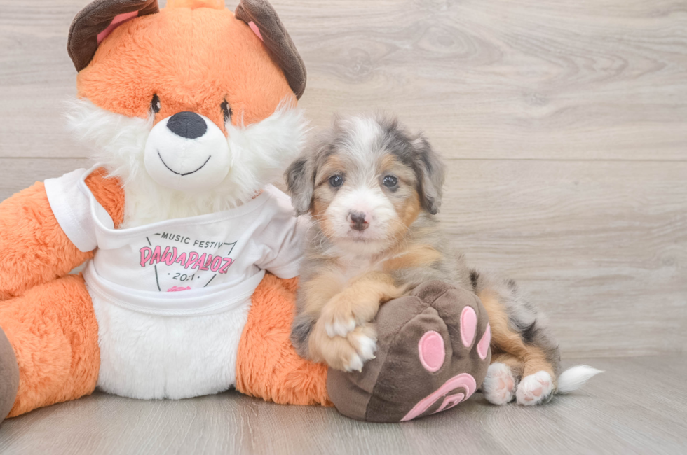 5 week old Mini Bernedoodle Puppy For Sale - Seaside Pups
