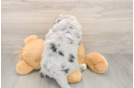 Mini Bernedoodle Pup Being Cute
