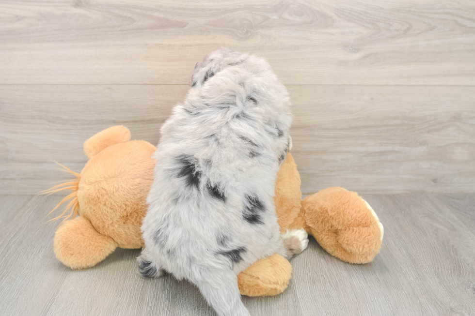 Mini Bernedoodle Pup Being Cute