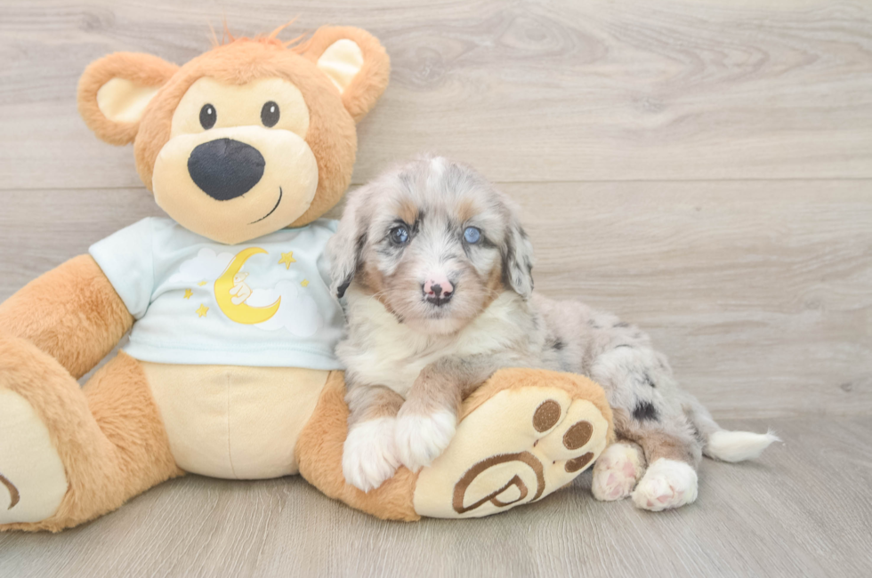 5 week old Mini Bernedoodle Puppy For Sale - Seaside Pups