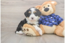 Hypoallergenic Mini Bernesedoodle Poodle Mix Puppy