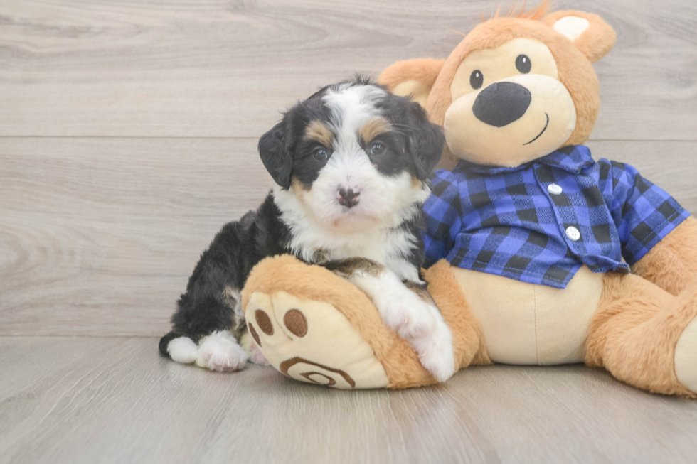 Hypoallergenic Mini Bernesedoodle Poodle Mix Puppy