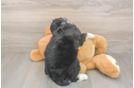 Playful Mini Bernepoo Poodle Mix Puppy