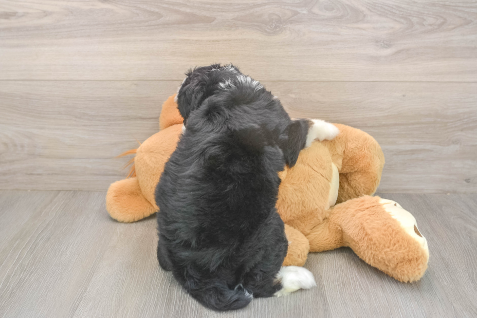 Playful Mini Bernepoo Poodle Mix Puppy