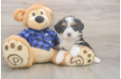 Best Mini Bernedoodle Baby