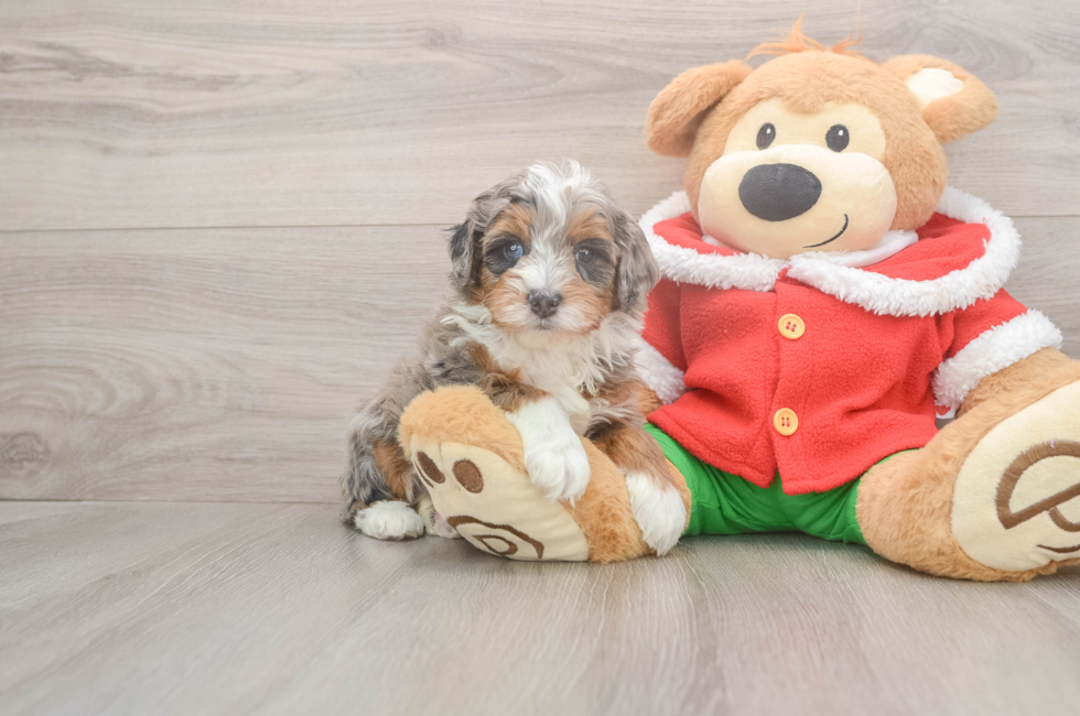 5 week old Mini Bernedoodle Puppy For Sale - Seaside Pups