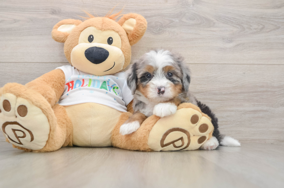 5 week old Mini Bernedoodle Puppy For Sale - Seaside Pups
