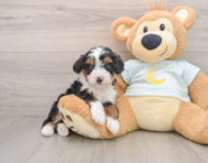 6 week old Mini Bernedoodle Puppy For Sale - Seaside Pups