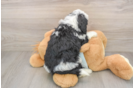 Playful Mini Bernese Poodle Poodle Mix Puppy