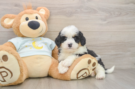 Mini Bernedoodle Puppy for Adoption