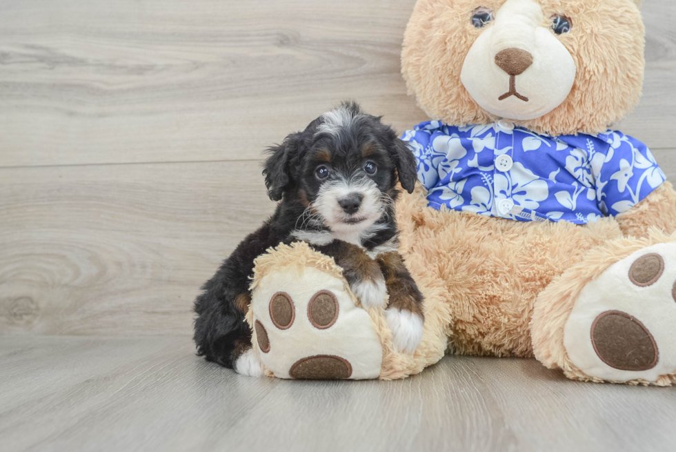 Mini Bernedoodle Puppy for Adoption