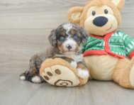 6 week old Mini Bernedoodle Puppy For Sale - Seaside Pups