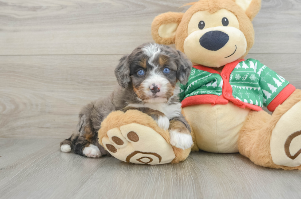 5 week old Mini Bernedoodle Puppy For Sale - Seaside Pups