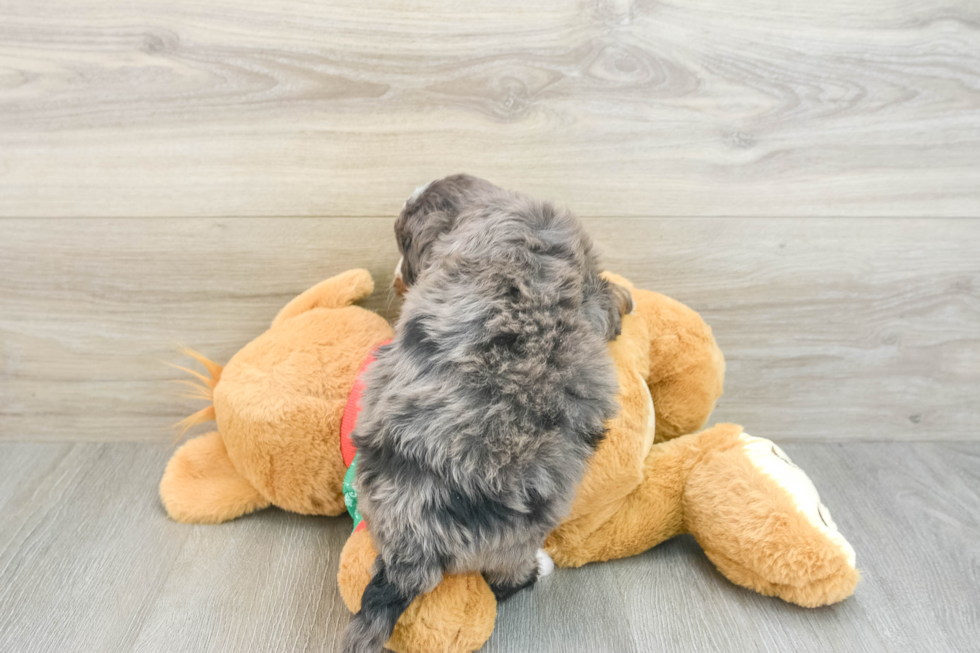 Best Mini Bernedoodle Baby